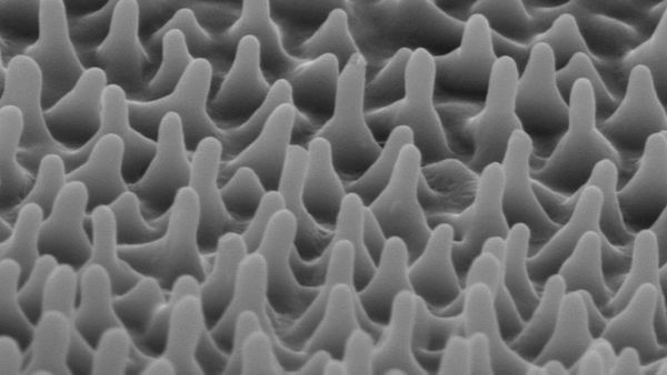 Nanostruktur auf einem Zikadenflügel
