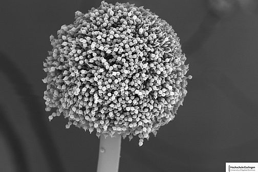 Aspergillus niger under a scanning electron microscope