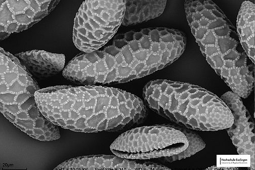 Pollen of a lily under a scanning electron microscope